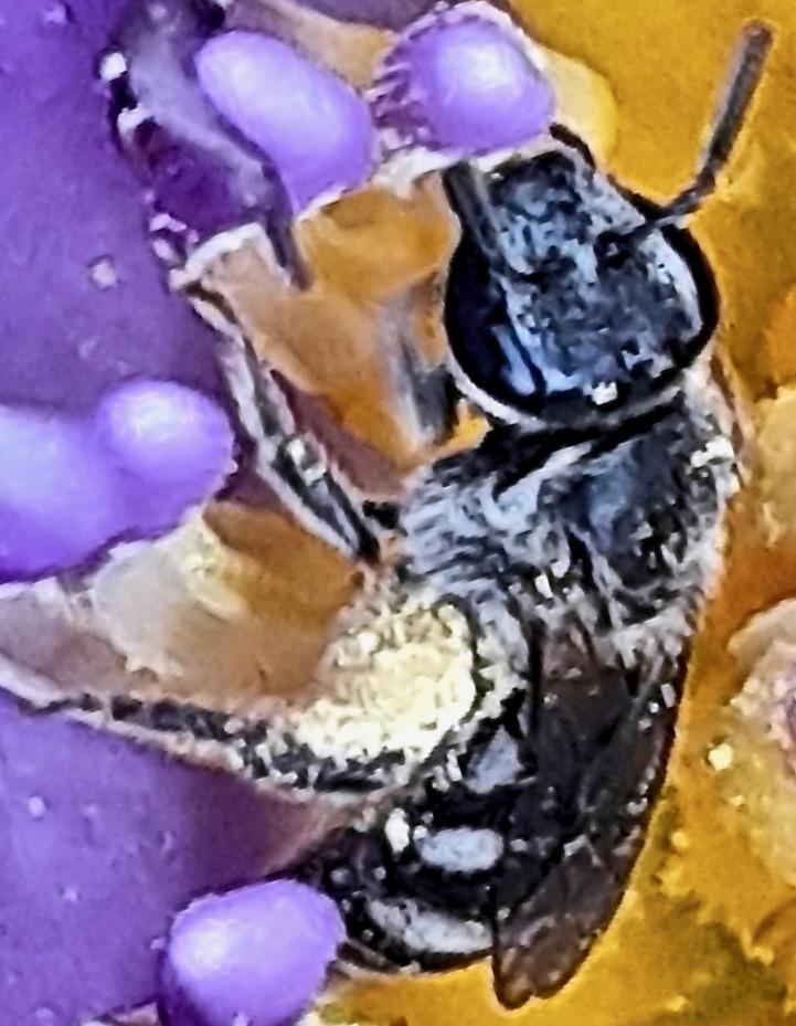 Sweat Bee (Lasioglossum spp.)